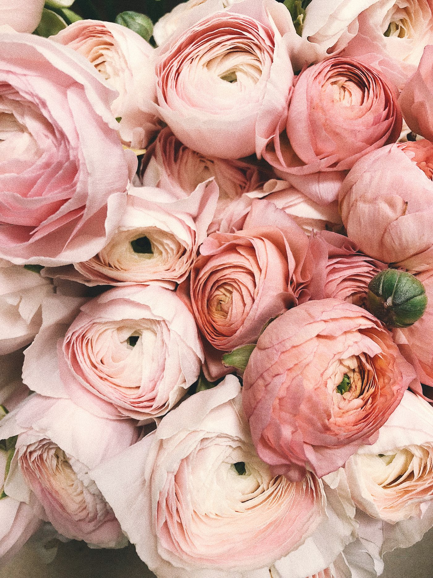 Pale pink ranunculus flowers used as an example Theme subject
